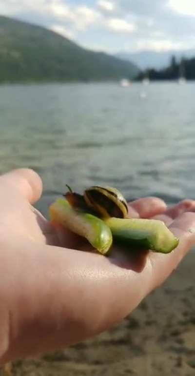 A shoreside snack