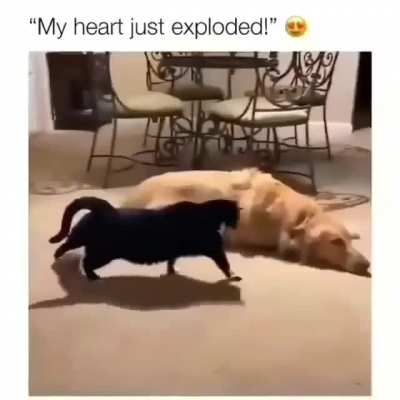 Friendship goals like this !