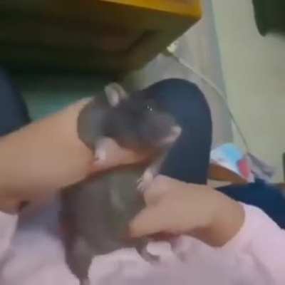 Hola xd
