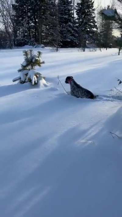Be vewy vewy quiet I’m hunting wabbits!!