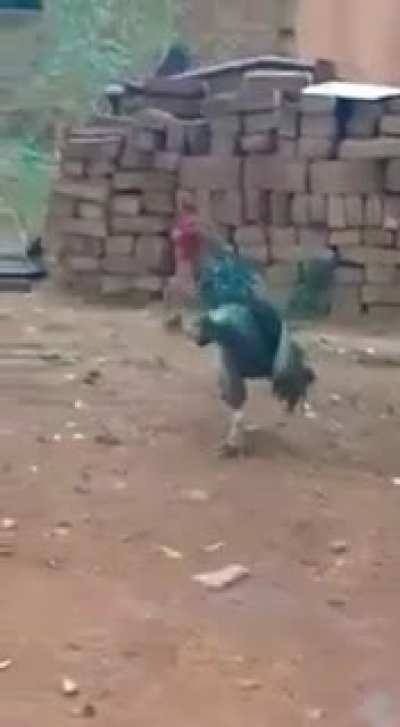 Patriotic cock