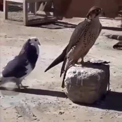 Pigeon hasn't quite got the rizz.