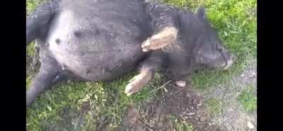 This pig ate too much corn mash
