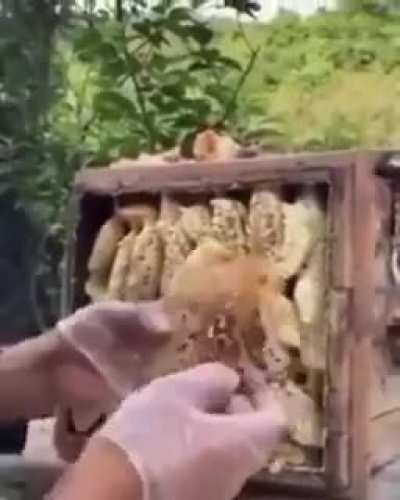 Honey consumes all