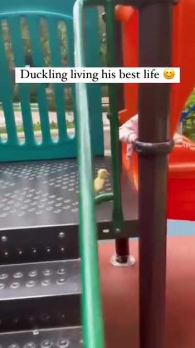 kid teaches duckling something fun