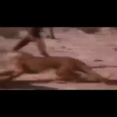 OLM HERİFLER HAYVANIN YEMEĞİNİ ÇALDI YA LA