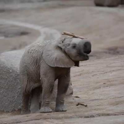 Elephants are precious