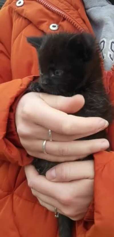 A very smol mew