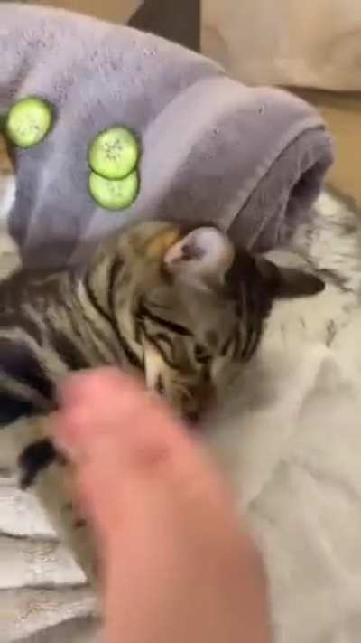Spa day with cats!