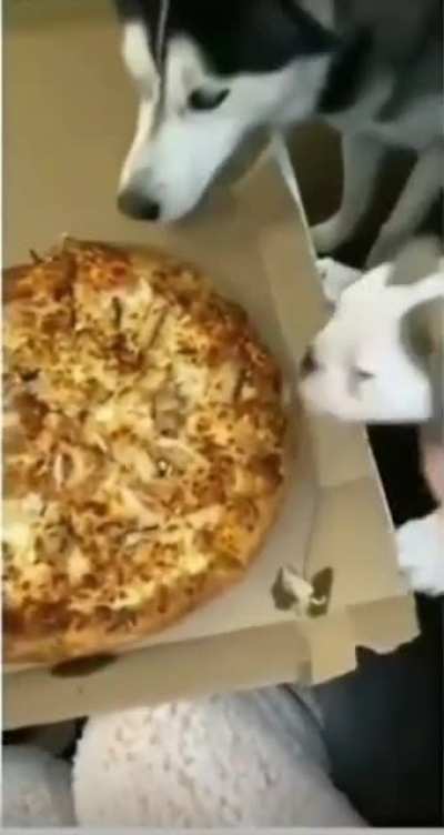 Husky wants in