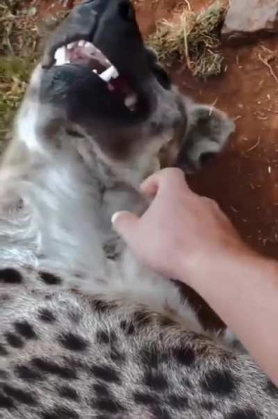 Every living thing wants to be loved