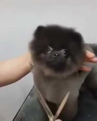 sound on (not my oc)