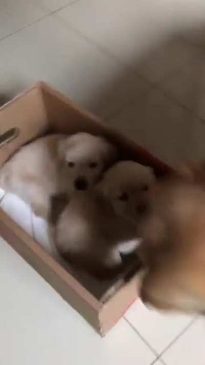 Lil bros delivery