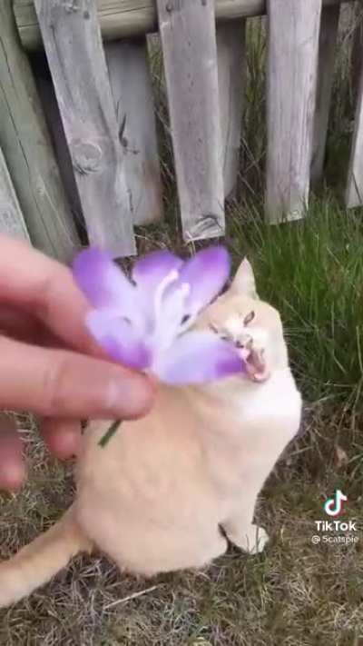 Flower Boy