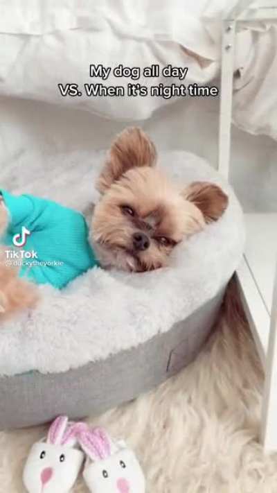 Dog all day vs at night time
