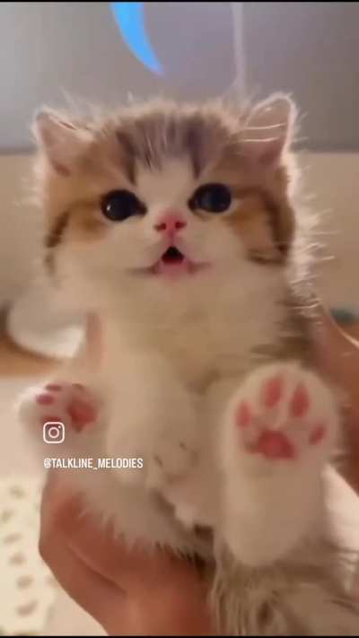 Cat on glass table