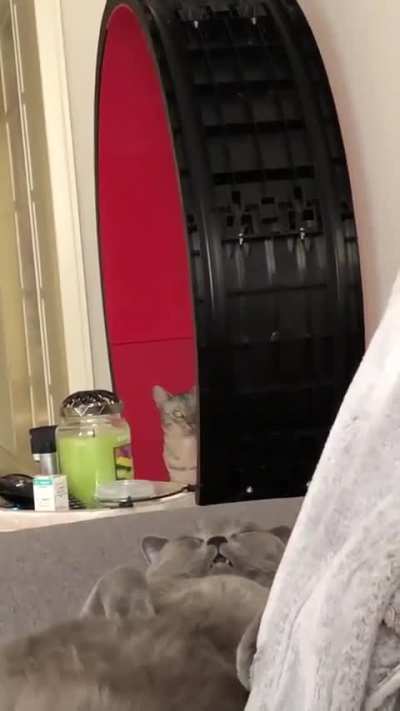Two types of cats