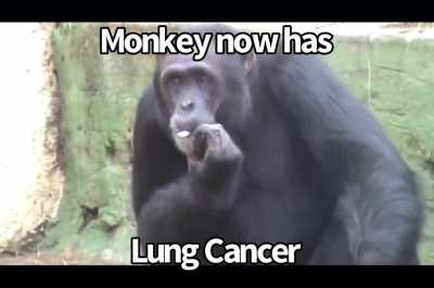 Smoki is bad for u 😡