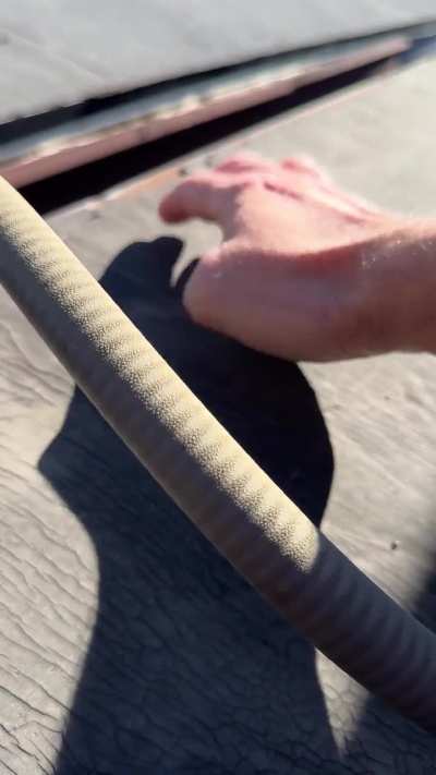 Flat EPDM roof disbonded from metal drip edge