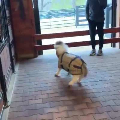 Little pony having a great time