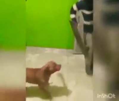 Machete Doggo