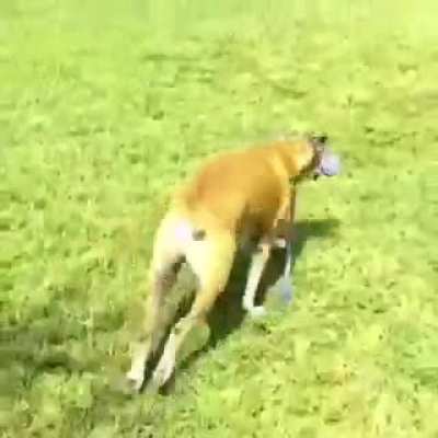 Dog Logic