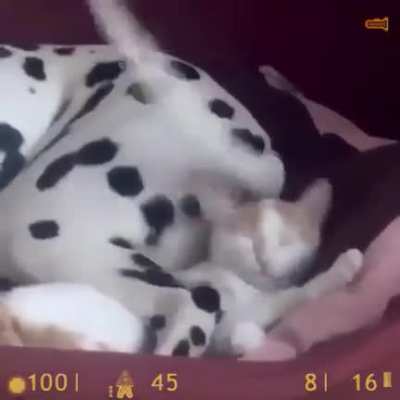 STAHP