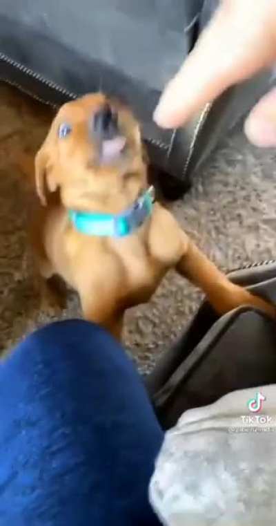 Bad puppy!