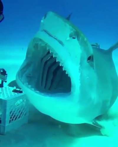 15ft Tiger shark = Just put the fish in my mouth! 5ft, 10inch human = Hard pass buddy!