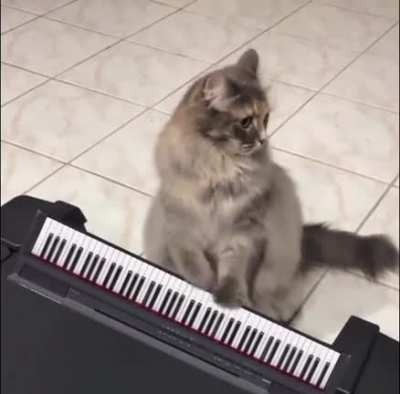 Chub Chub Playing the Piano