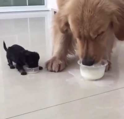Unmistakable Bond