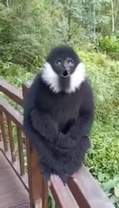 Monke sever miyiz gençler?
