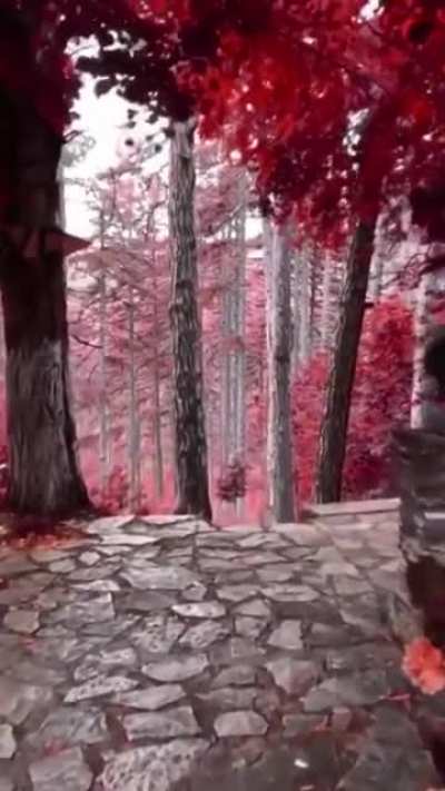 Fairytale forests
