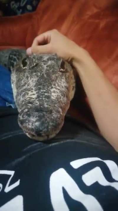 WTF pet