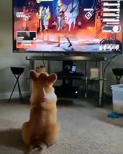 Game scares doggo