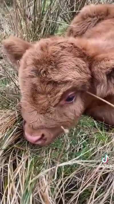 His name is Rufus