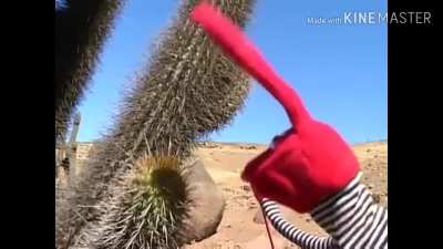 Do not touch the cactus.