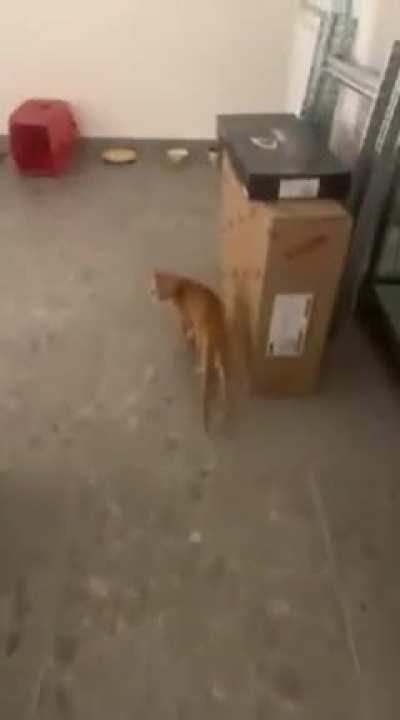 hungry cat