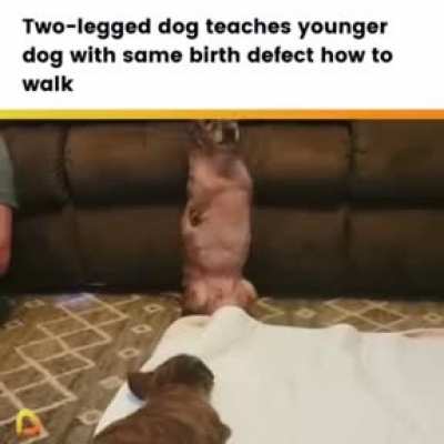 Super Wholesome Doggo