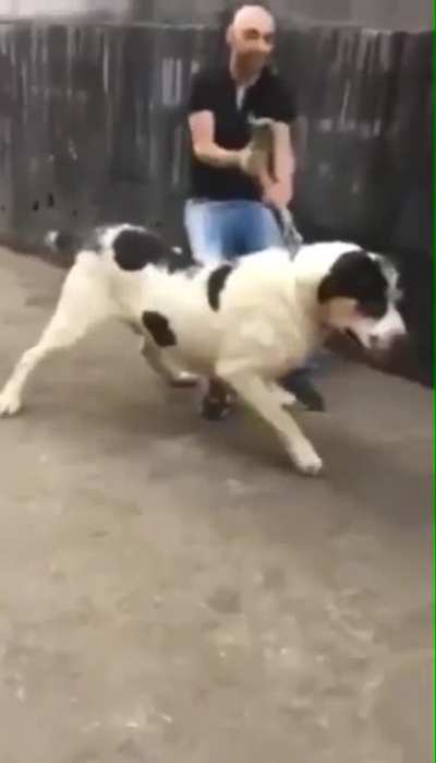“He just wants to say hi bro! Let him sniff your palm!”