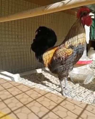 Dial up Rooster