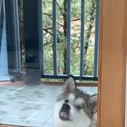 The dog at the Airbnb we stayed at in Santa Fe