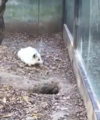Хоба!