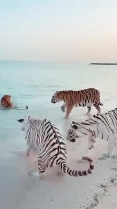 Котики