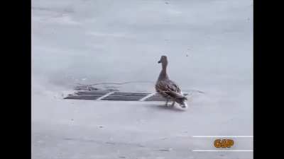 Into the Duck Realm (It's like they phased through the ground...))