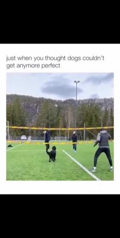 Dog playing volleyball ball