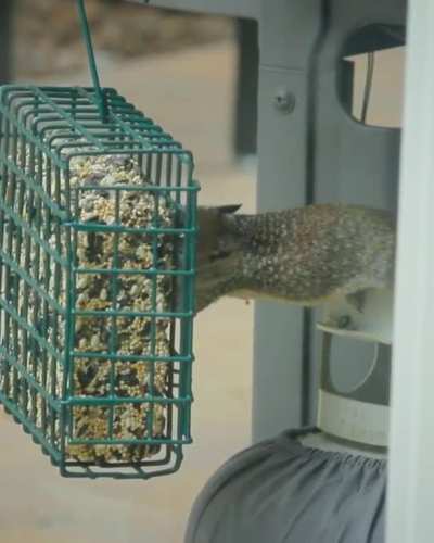 Baby birds… Apparently