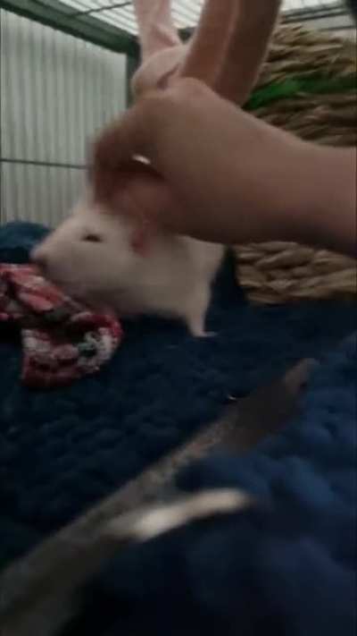 Bagel's big boggle!