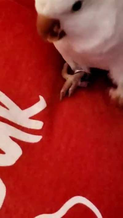 When your bird says 