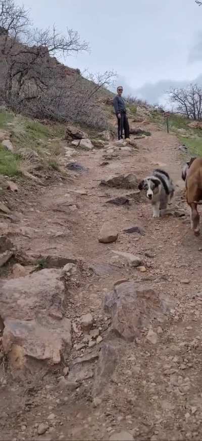 Puppy zoomies 😄